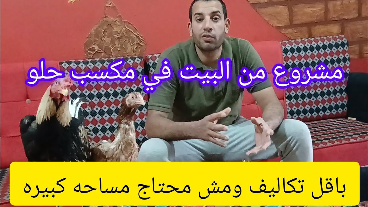 اسعار الفراخ الهندي وفتره النمو والمميزات في الفرخه الهندي