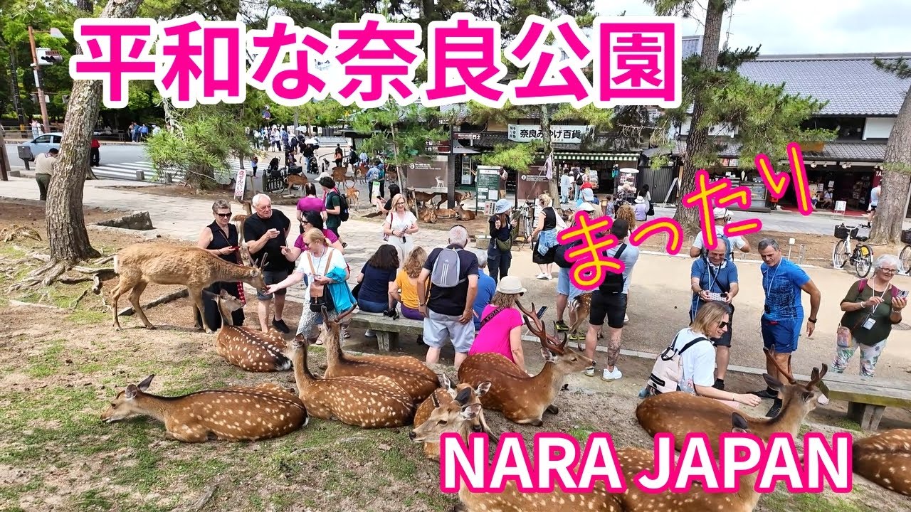 小鹿も平和な奈良公園でのびのび育つ 【naradeer】外国人観光客と奈良の鹿