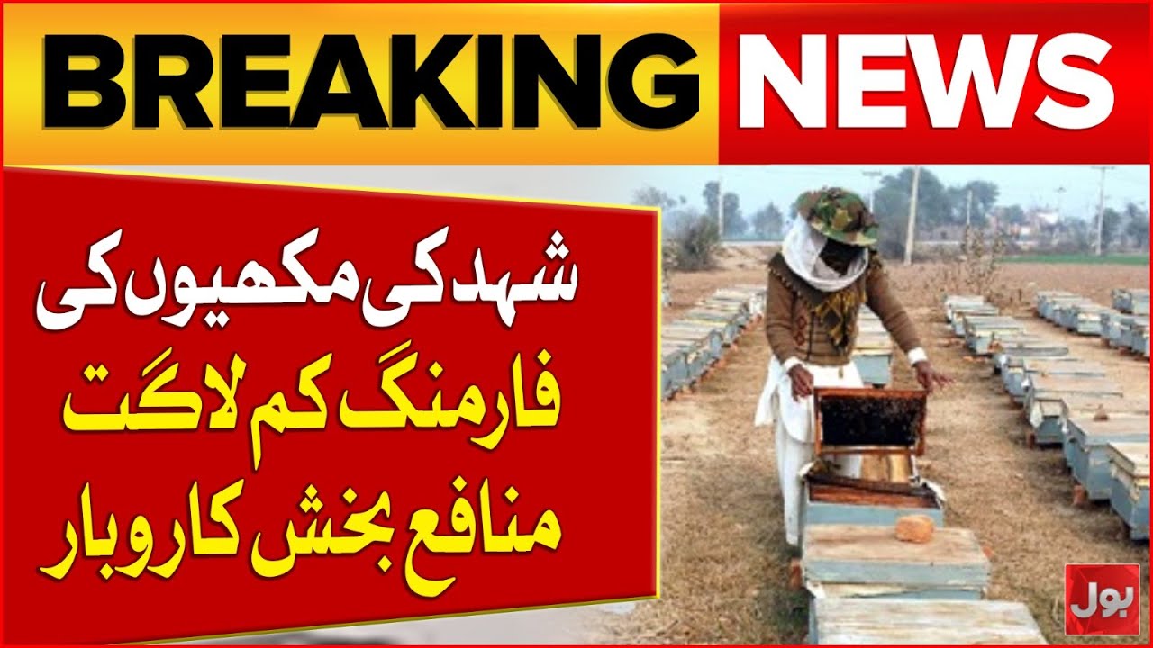 Honey Bee Farming Emerges as a Profitable Low-Investment Business | Breaking News