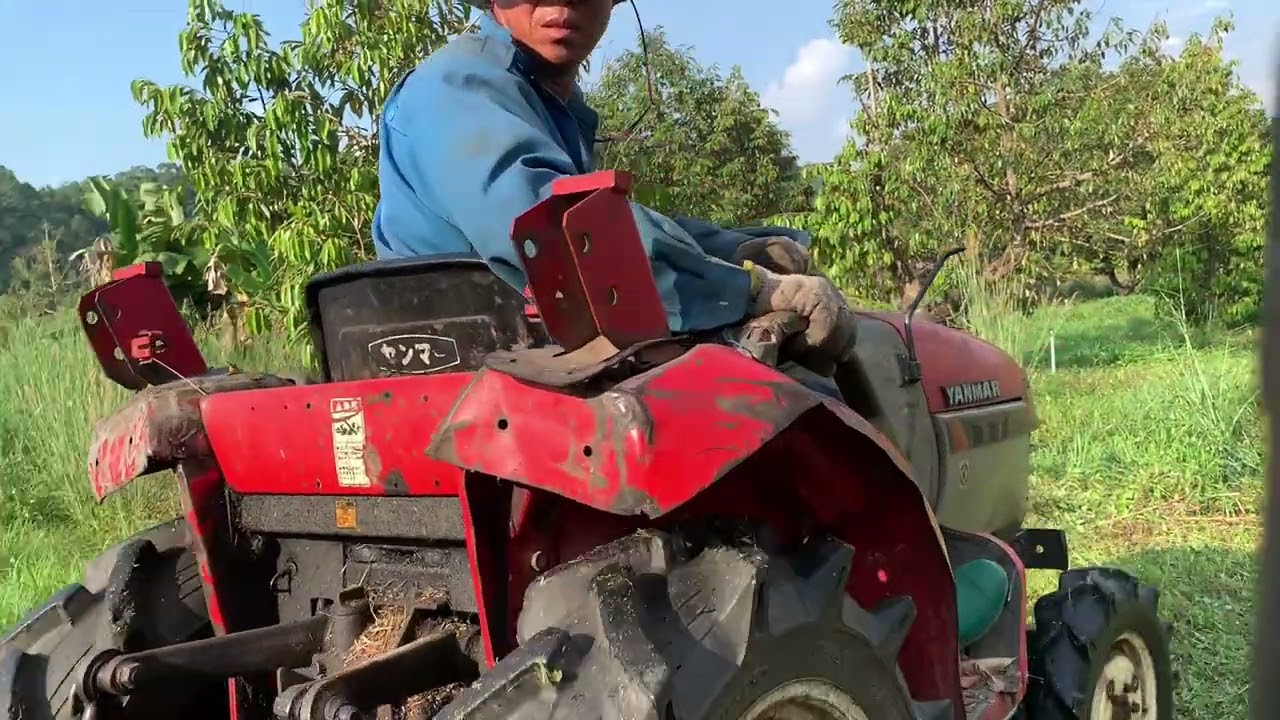 កាត់​ស្មៅ​នៅចំការទុរេន