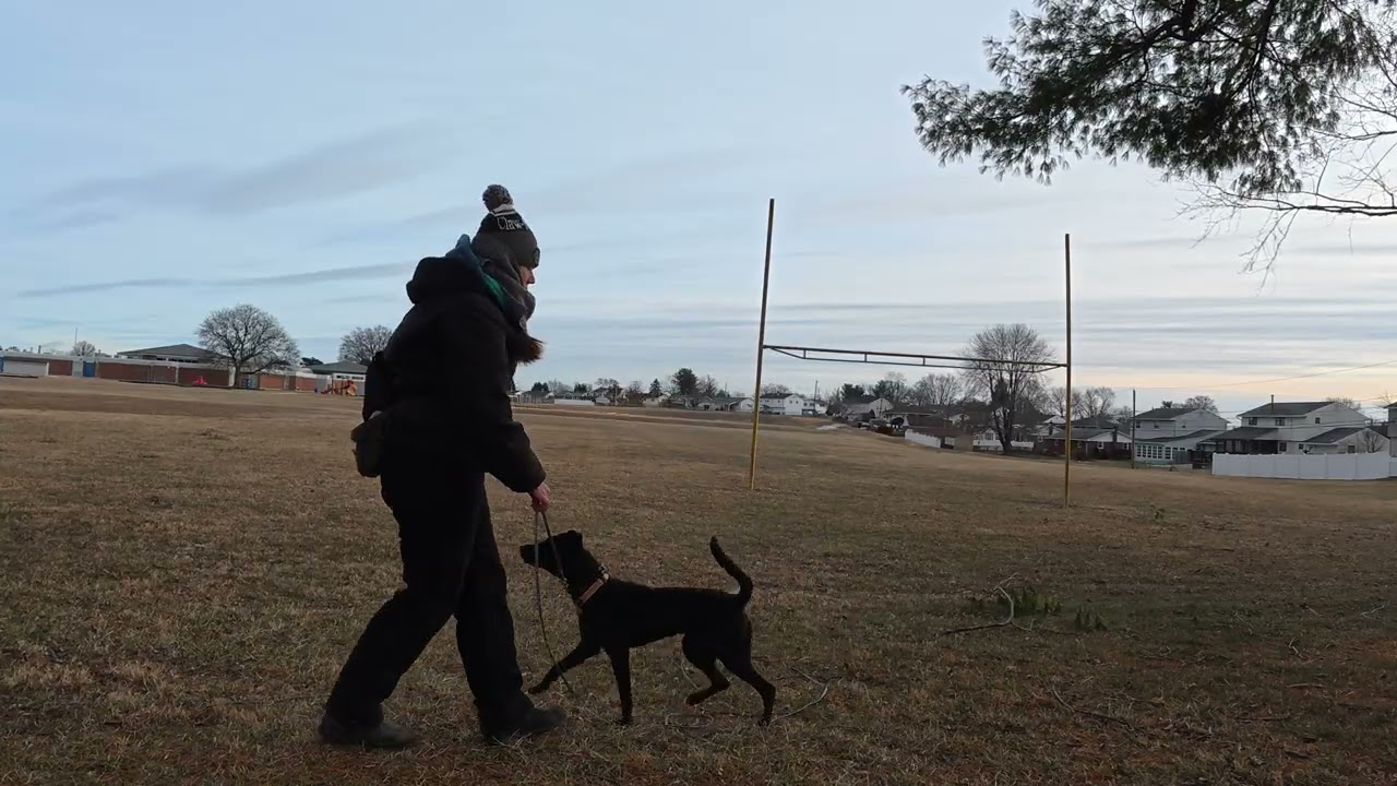 Train to Adopt: Brittany Session #6 - Down