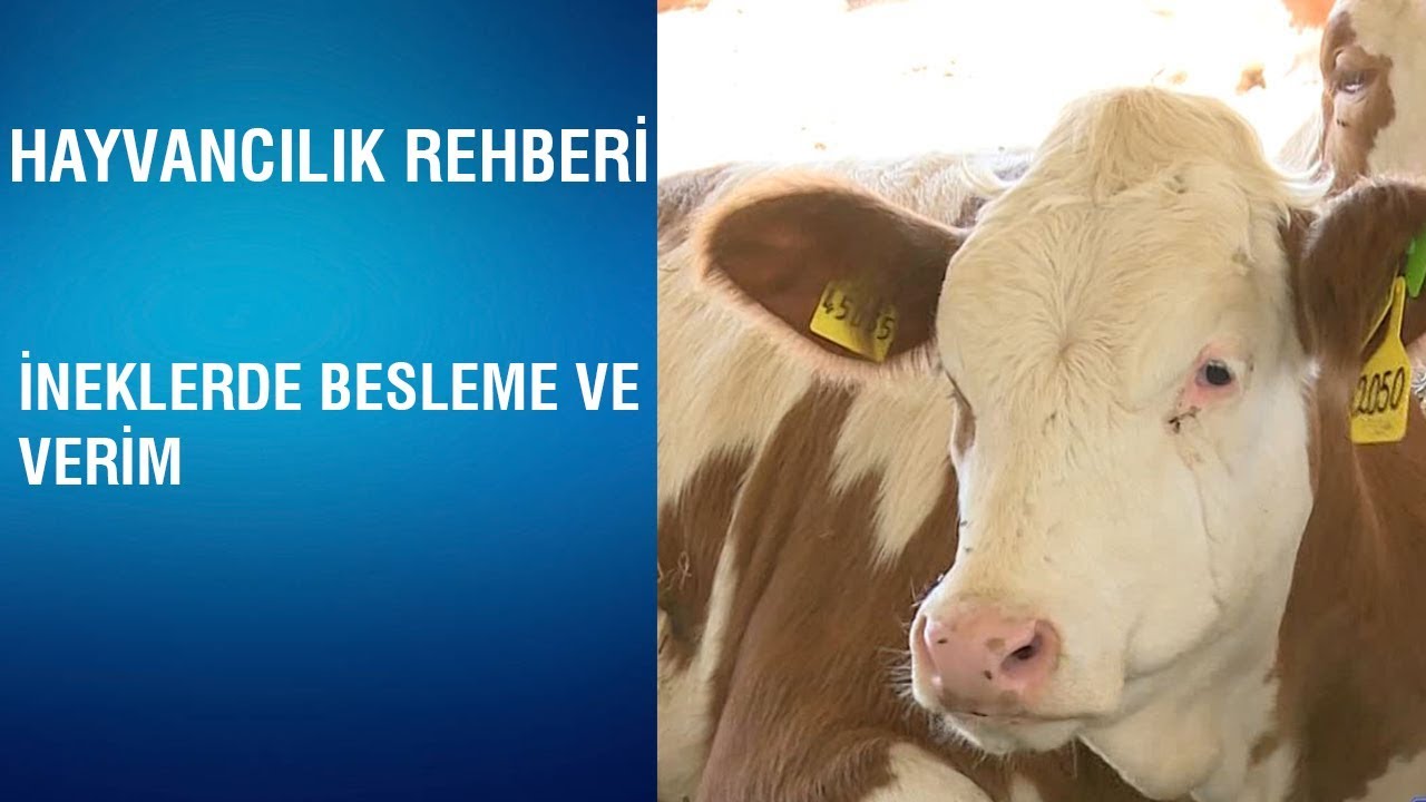 Hayvan Ve Sağlık | İneklerde Besleme Ve Verim