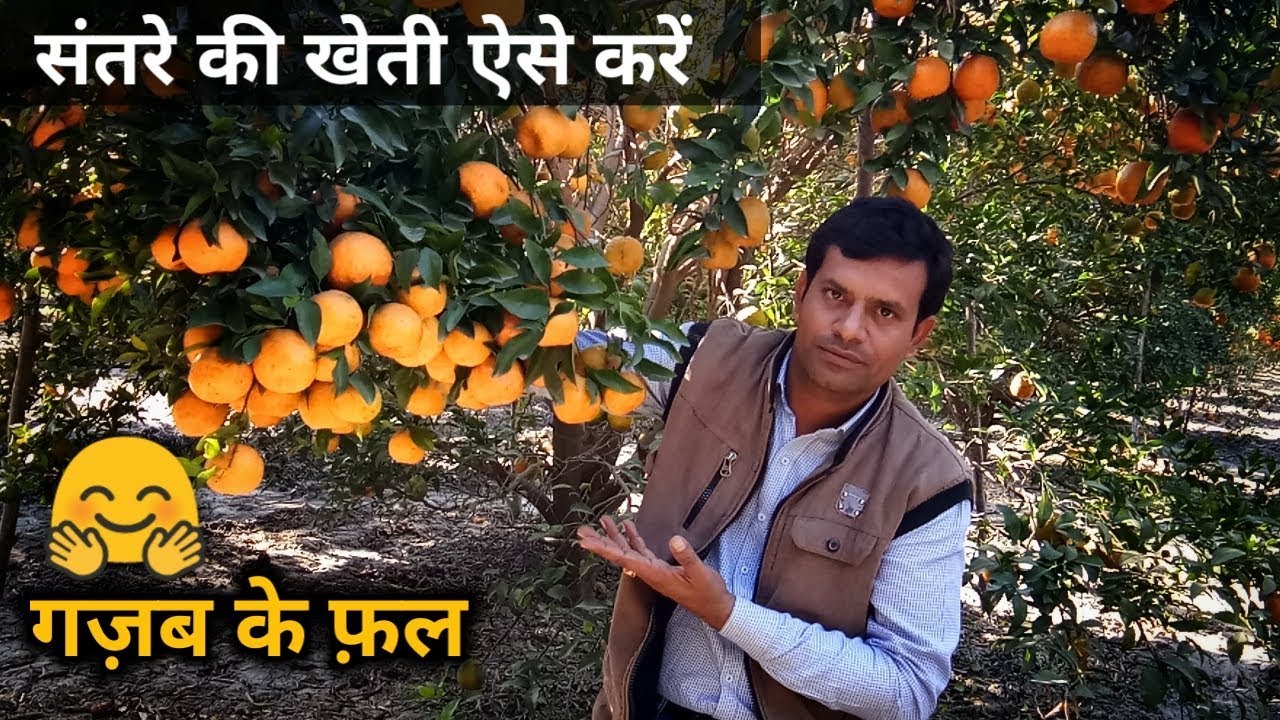 नागपुरी संतरे की खेती कैसे करे | संतरे की खेती की पूरी जानकारी | Orange Farming in India