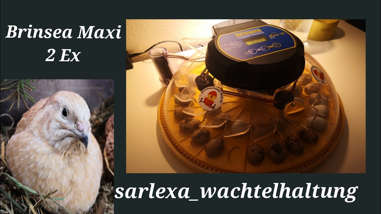 Brinsea Maxi 2 Ex mein erster Eindruck