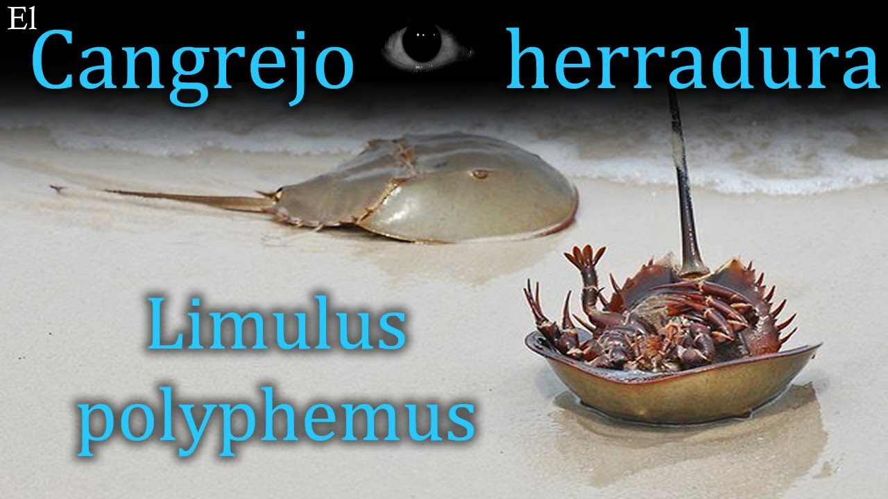 El Cangrejo Herradura: La sangre que nos protege