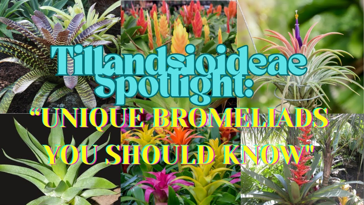 THE ENCHANTING REALM OF BROMELIADS - TILLANDSIOIDEAE  PART 1