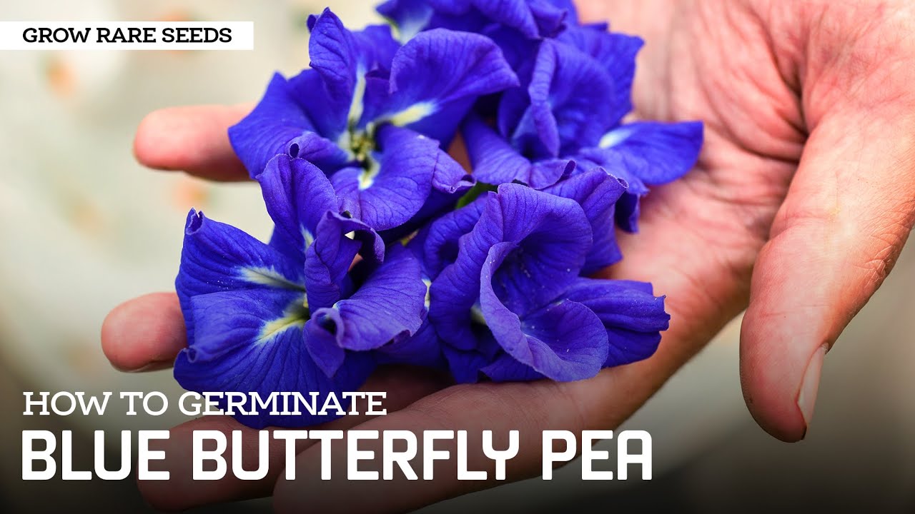 Grow Rare Seeds | How To Germinate Butterfly Pea Vine