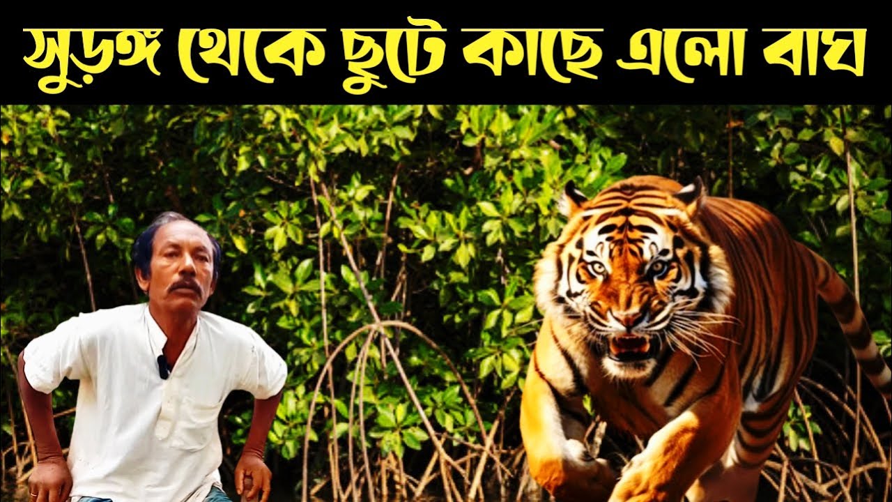 মানুষ ধরতে দুবার ছুটে আসলো বাঘ || Sundarban Royal Bengal Tiger