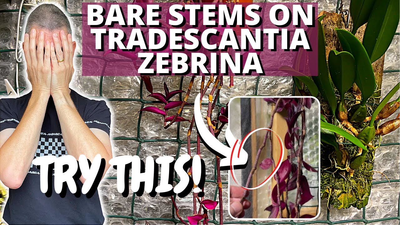 BARE STEMS ON TRADESCANTIA ZEBRINA - TRY THIS!