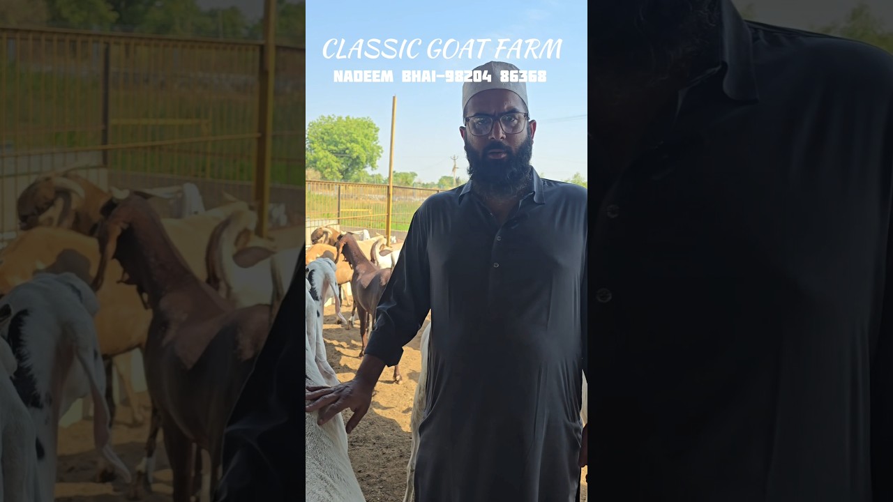 Mashallah New Sojat Bakre Coming At Classic Goat Farm 2025 #bhiwandi #padgha #maharashtra #2025