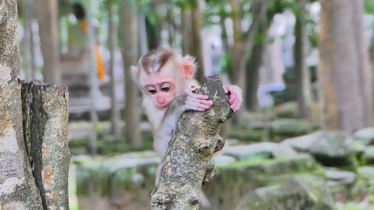 What happened to Newborn baby monkey? What's he see .....