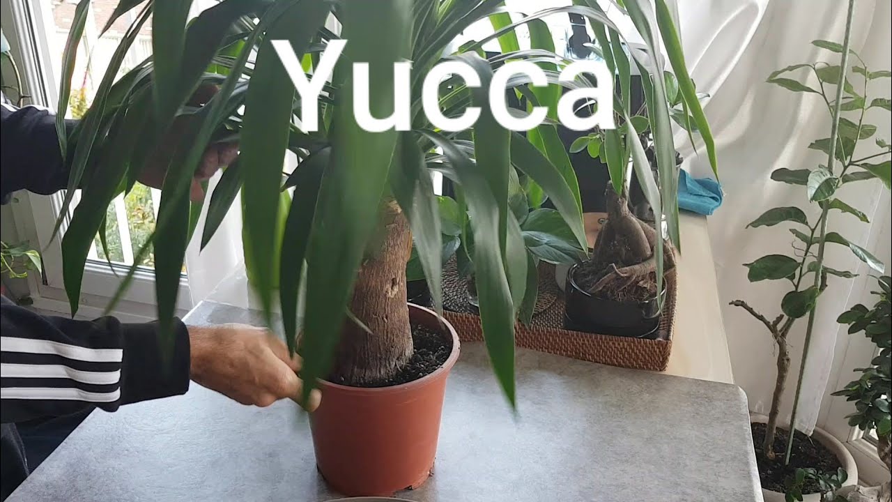 Le yucca , rempotage et entretien