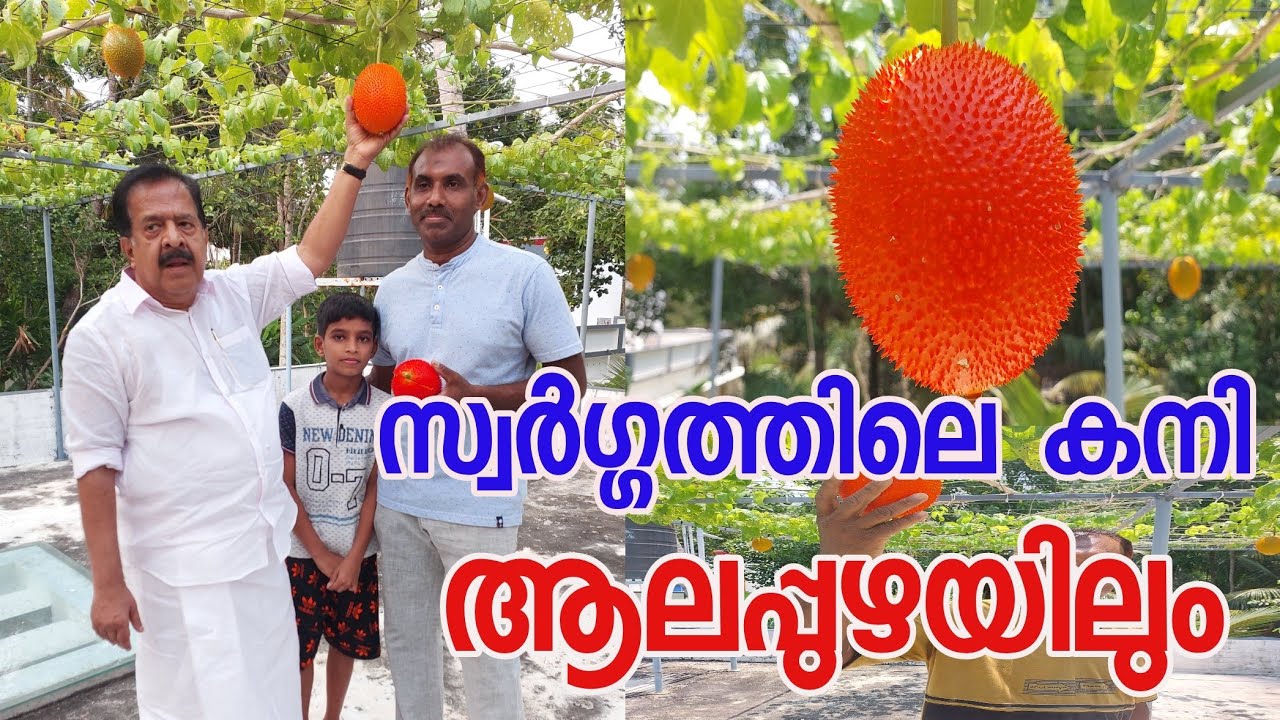 സ്വര്‍ഗത്തിലെ കനി ആലപ്പുഴയിലും; വീട്ടുമുറ്റം നിറയെ 'ഗാഗ് ഫ്രൂട്ട്'; ആവശ്യക്കാരേറെ|Gac Fruit