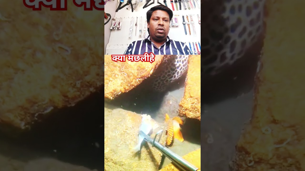 yah fish ka naam batao
