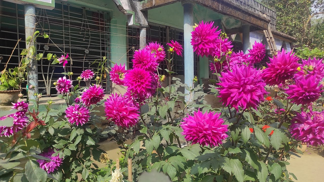 My garden 🏡🌼🌺🌹🌸💐