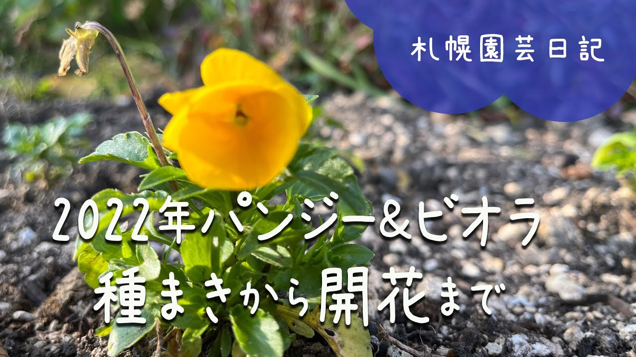 2022パンジー＆ビオラ種まきから開花まで／札幌園芸日記