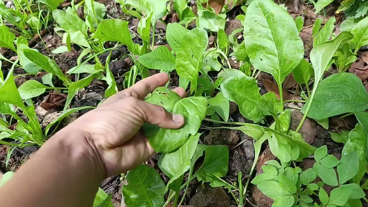 Cập nhật vườn rau tự trồng tự nhiên sau tết