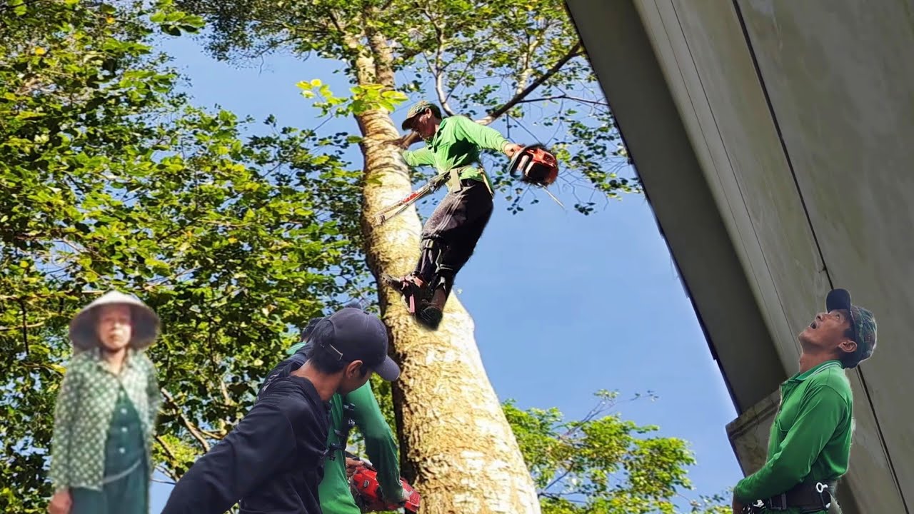 Cưa cây Sao Siêu Cao trong không gian hẹp, vị trí khó hạ gần nhà.