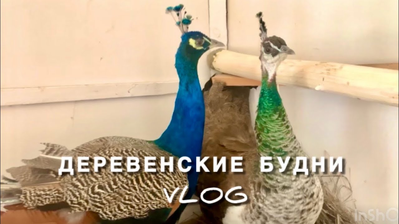 ДЕРЕВЕНСКИЕ БУДНИ VLOG