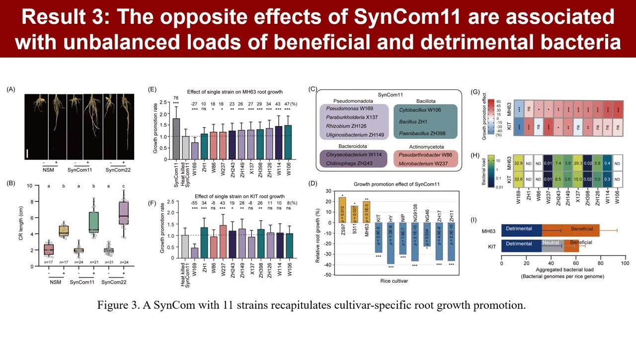 iMeta | Cultivar-preferred microbiota and a host kinase govern rice–microbiota interactions