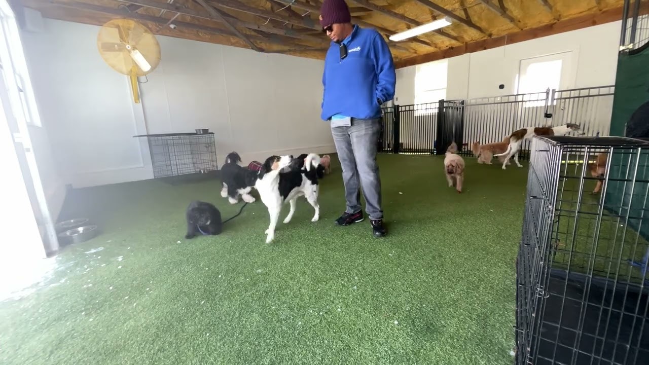 Chase- Working on sit, look, down, recall, place, wait, leash walking, and off.