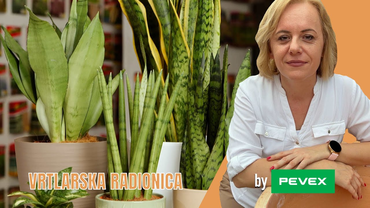 Sansevierija – neuništiva biljka za svaki dom – Vrtlarska radionica by PEVEX