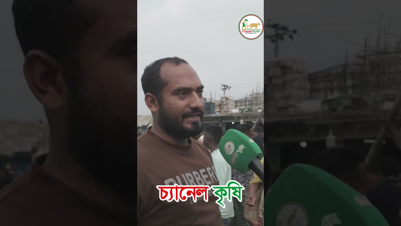 সুস্বাদু খুলসা মাছ শুধুমাত্র ২৫ টাকা কেজি