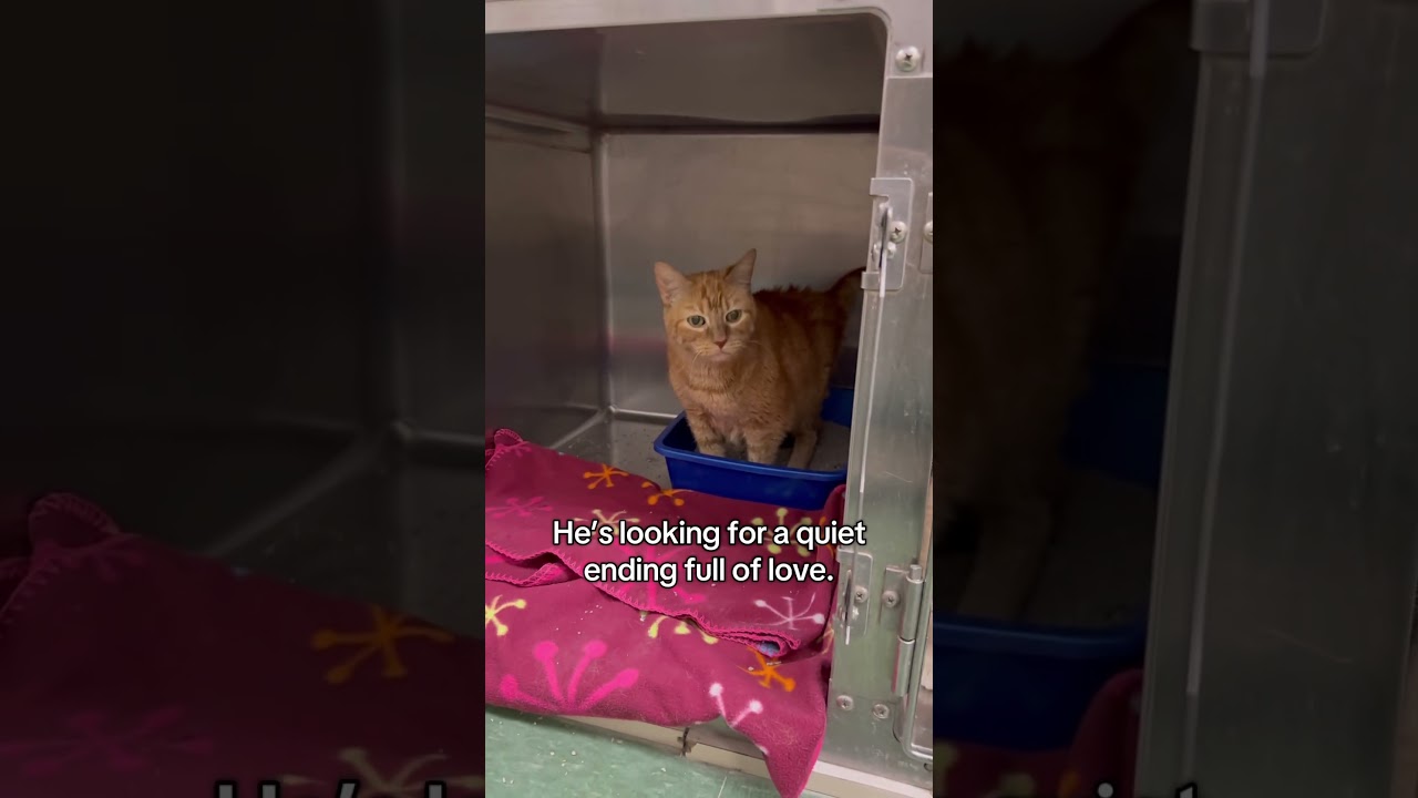Full story in description.please Subscribe to our channel today for more rescues 🙏