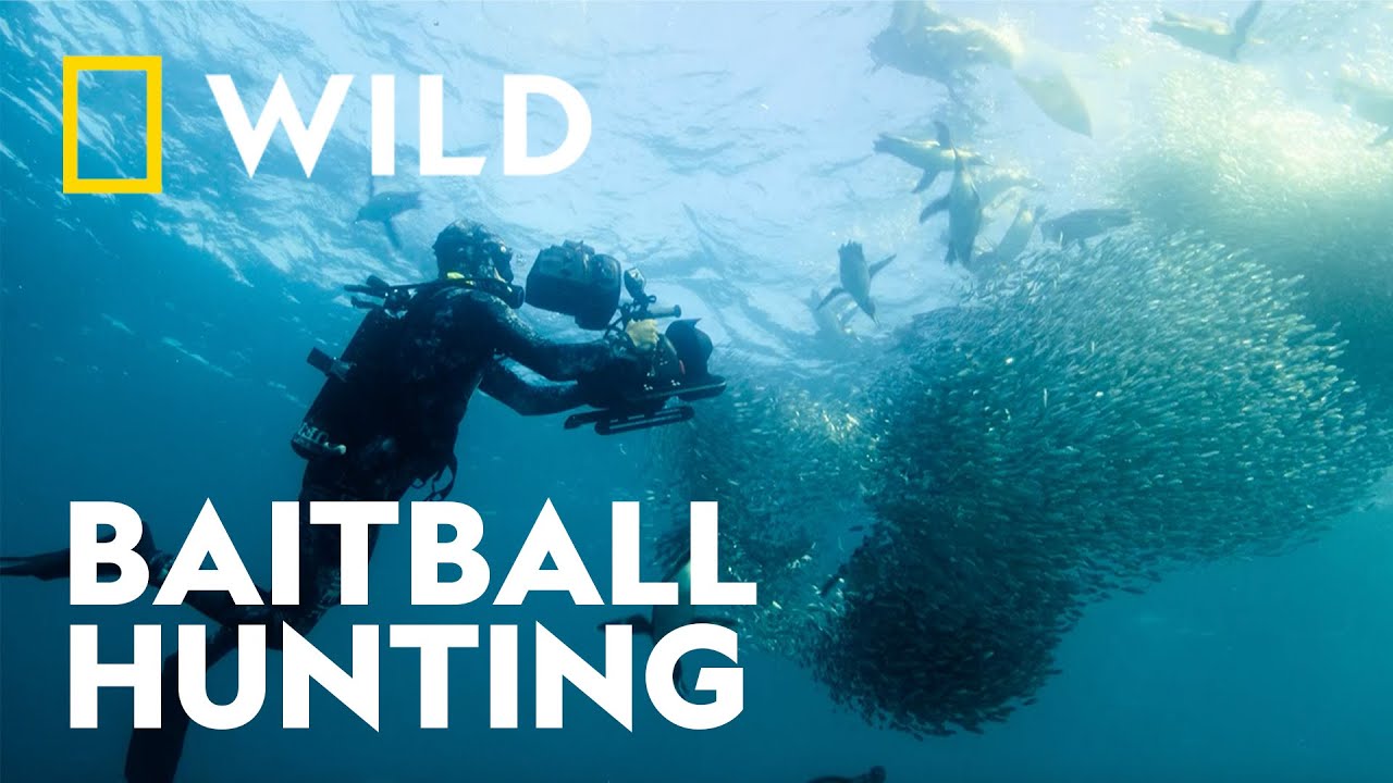 Rare Footage of Penguins 'Baitball' Hunting | Secrets of the Penguins | National Geographic WILD UK
