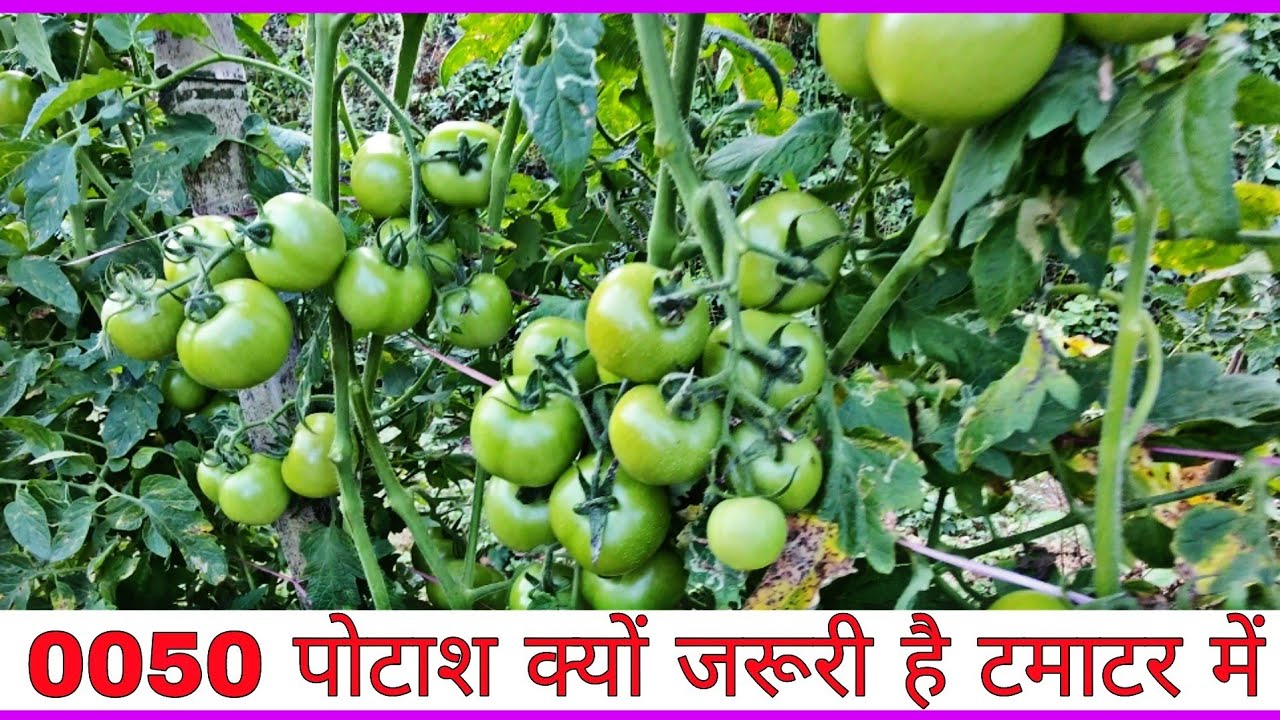 00 50 | Potash Fertilizer Ka Tamatar Me Kitni Jrurat Hai Or Kab Kab kare |Tamatar | Praveen Thakur