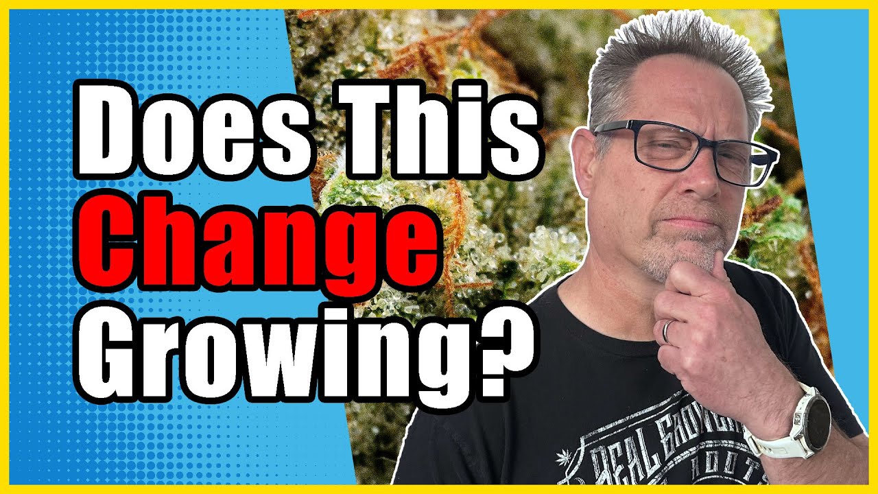 Should You Be Growing Auto Flowers in 2024?