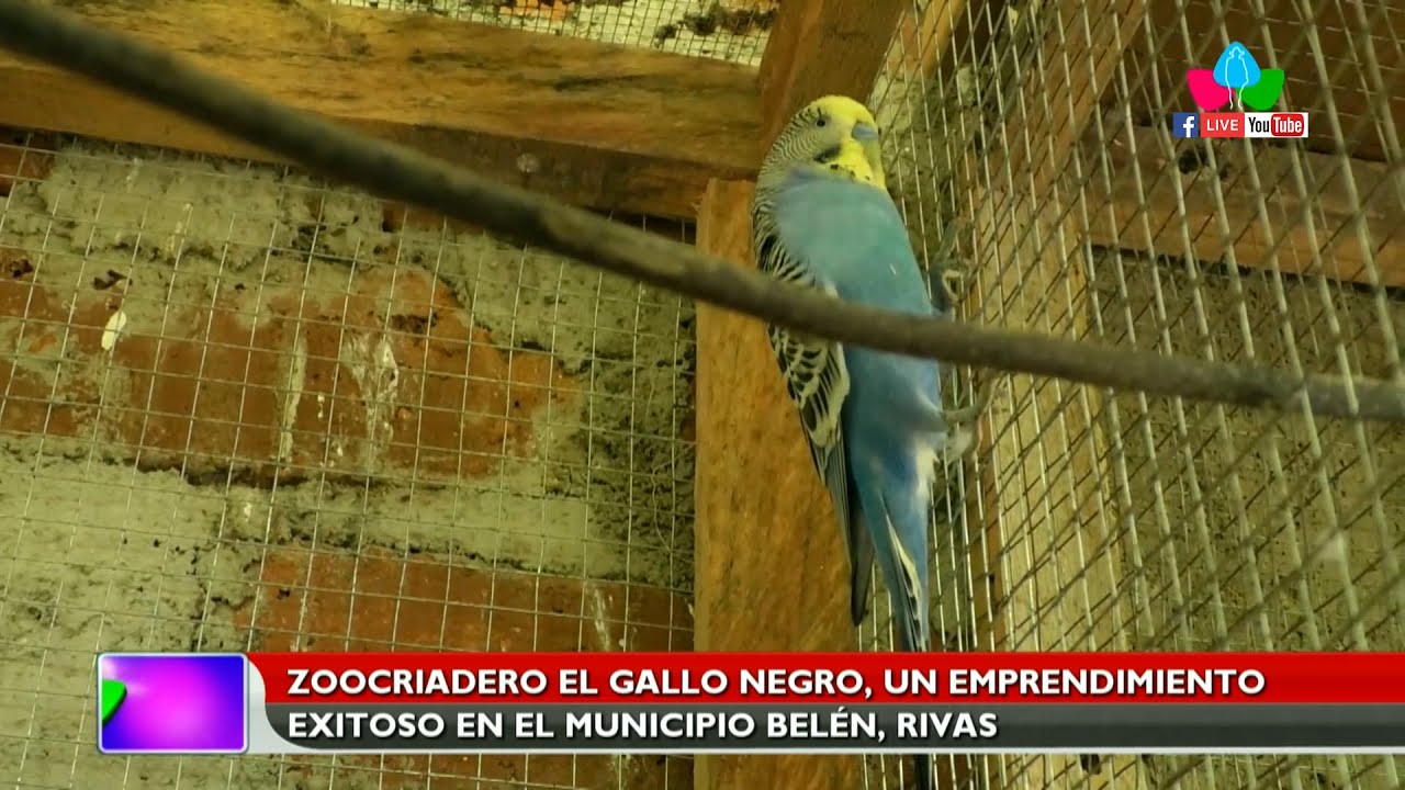 Zoocriadero El Gallo Negro, un emprendimiento exitoso en el municipio de Bel&eacute;n, Rivas