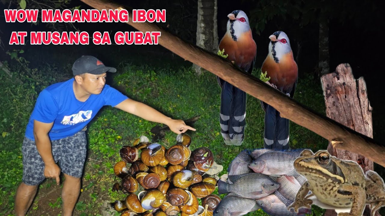 Napagandang ibon at musang  sumalubong sa akin sa gitna ng gubat pangunguha nga bikuyoat palaka