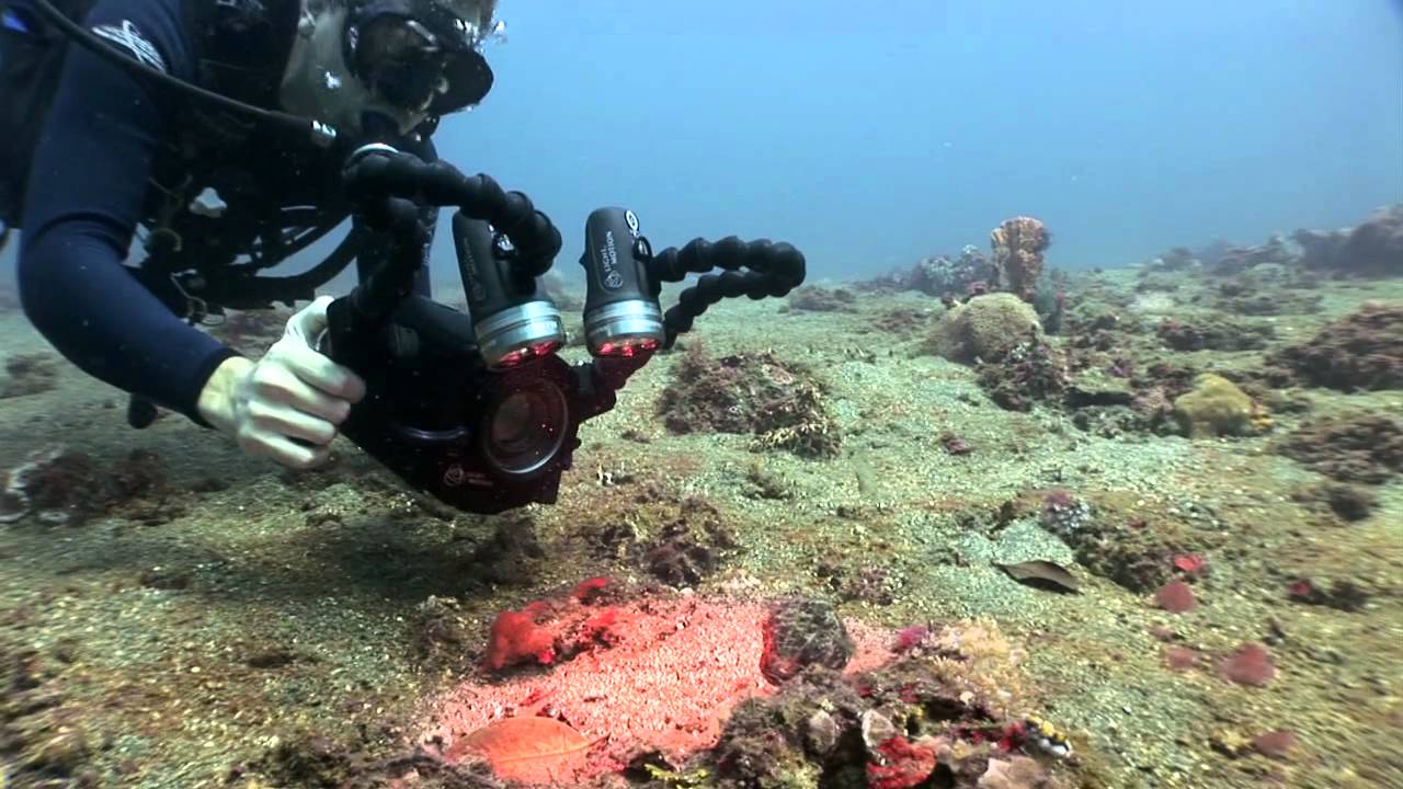 SchoenerTauchen: Tipps & Tricks f&uuml;r Makro/Muck-Tauchen von Critters@Lembeh (HD)