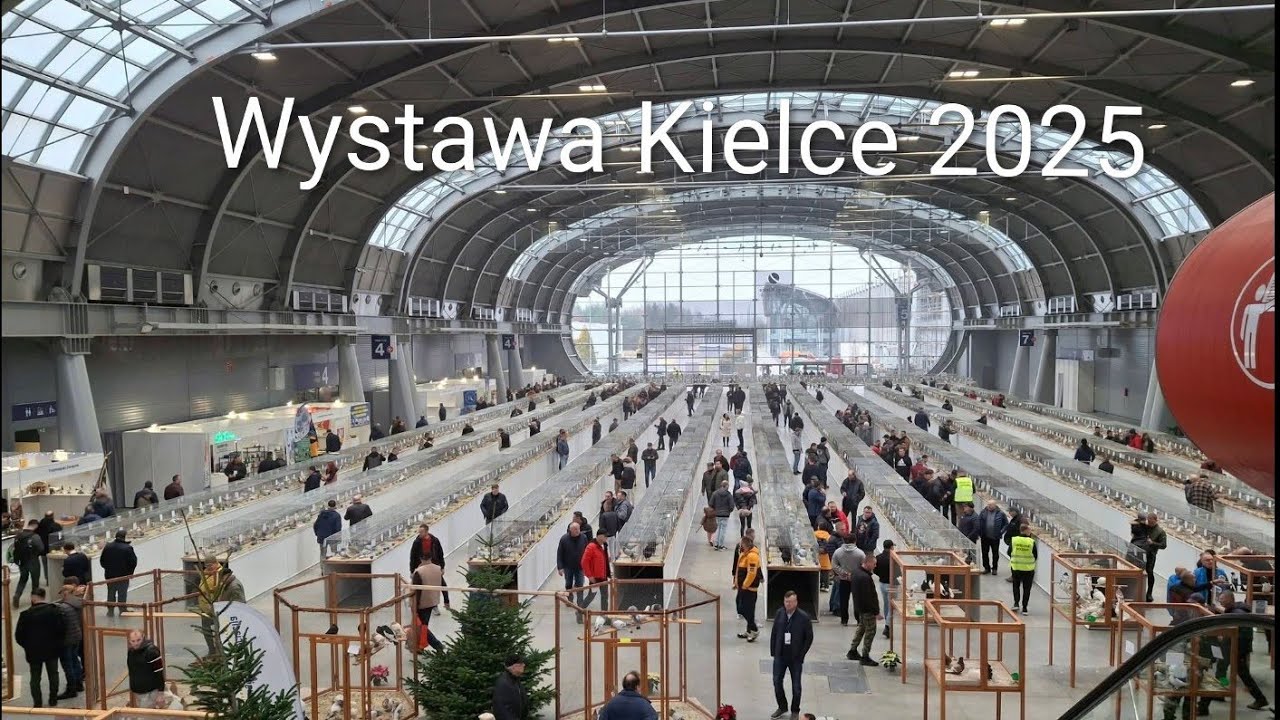 Krajowa Wystawa gołębi w Kielcach 2025