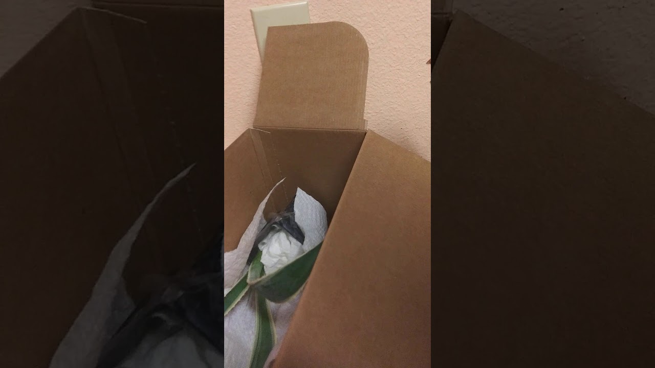 como empacar plantas para enviar por paqueteria