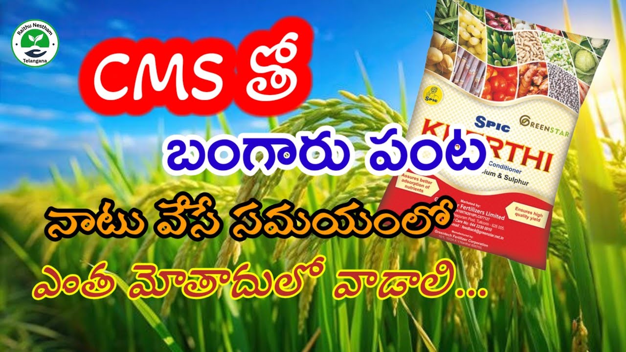 CMS తో బంగారు పంట, నాటు వేసే సమయంలో ఎంత మోతాదులో వాడాలి | #agriculture | Raithu Nestham Telangana 