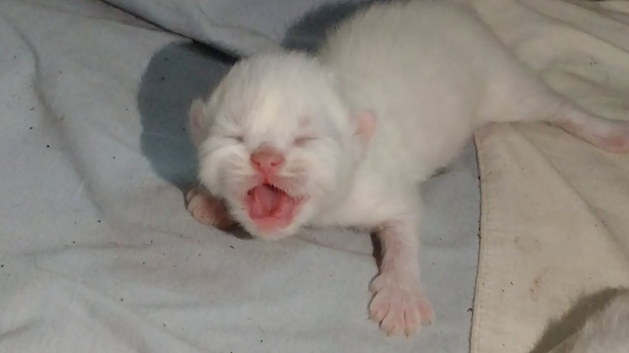 Mother Cat Left One Newborn Kitten Away He Is Meowing Crying And Calling Mother