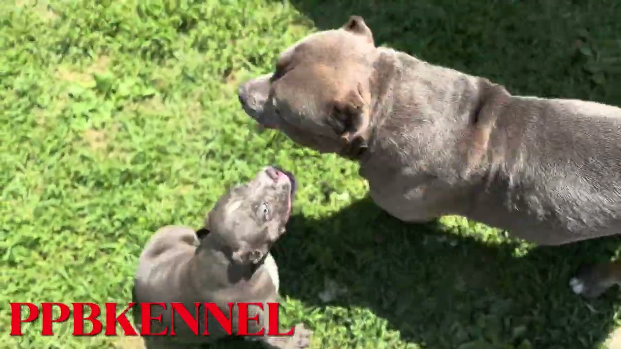 Vet visit/Casssie update ‼️ 1 male available #pocketbully #abkc #americanbully #fyp #viral #puppy
