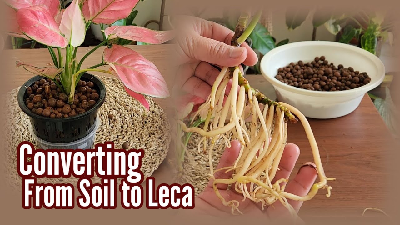 How to Convert Plants From Soil to Leca | Aglaonema Pink Star
