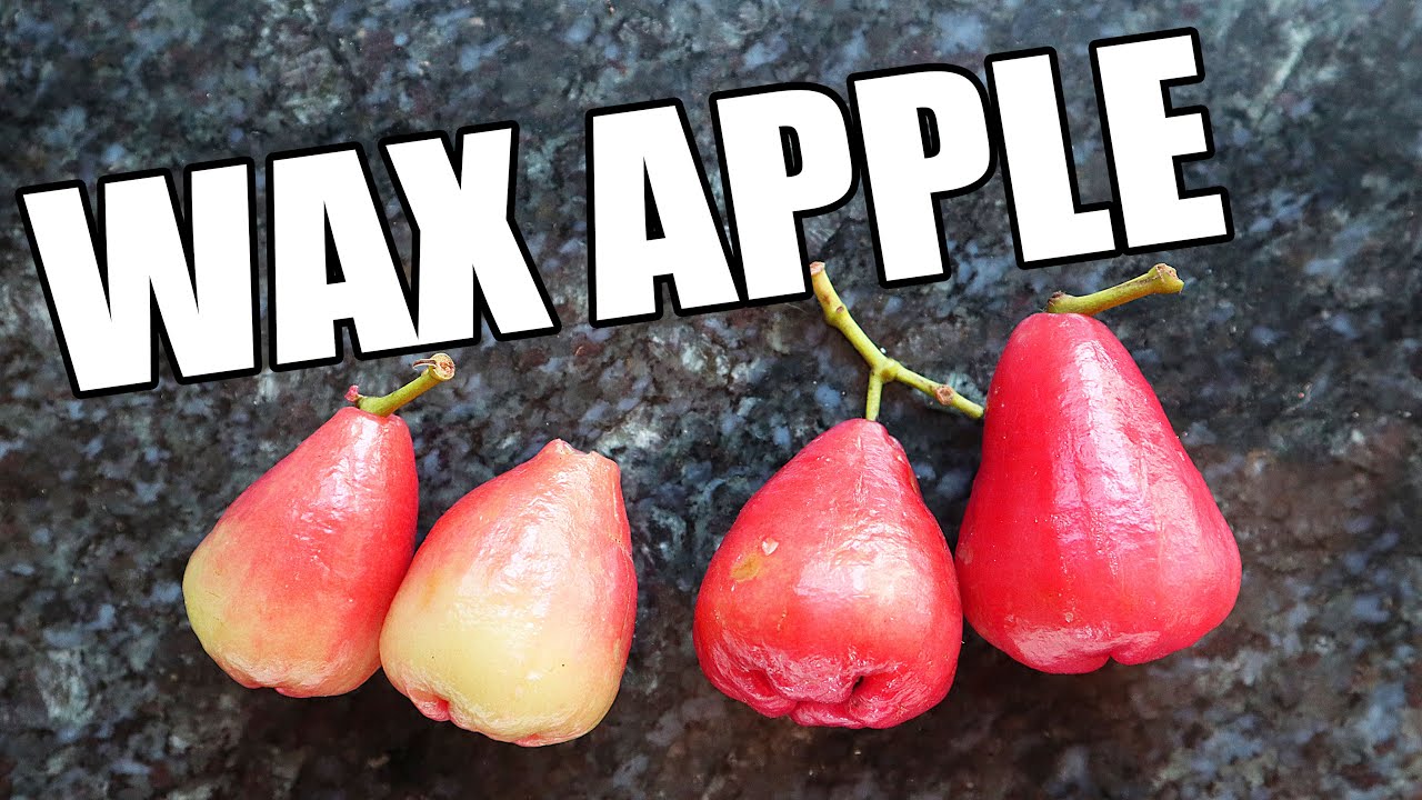 WAX APPLES: Trying 5 RARE Varieties of this fruit! - Weird Fruit Explorer in The Seychelles