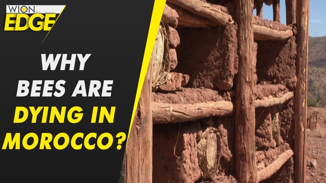 Why bees in this Moroccan village are dying? | WION Edge