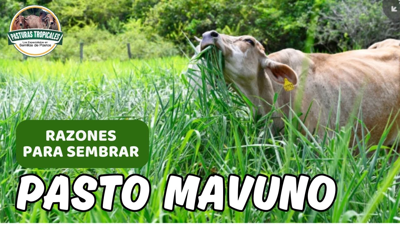 Razones para sembrar pasto Mavuno 🌿#ganaderoscolombia #ganaderiacolombiana