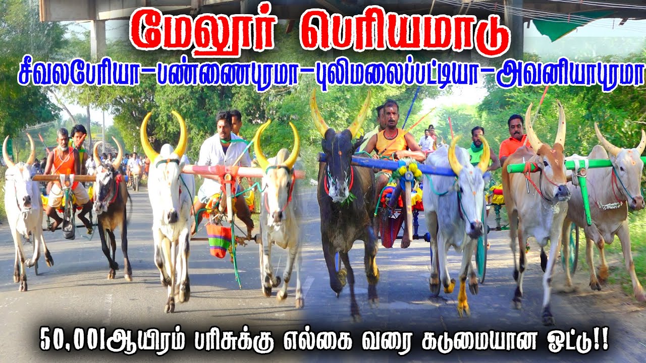 மேலூர் பெரியமாடு பந்தயம் 24-01-2026|Periyamadu  Race