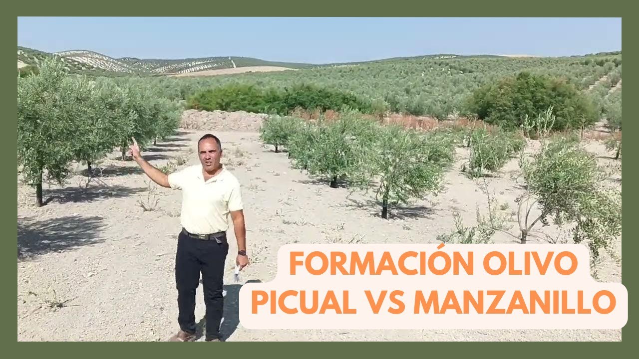 🌳 Diferencias Formaci&oacute;n de Olivos:  Picual vs Manzanillo