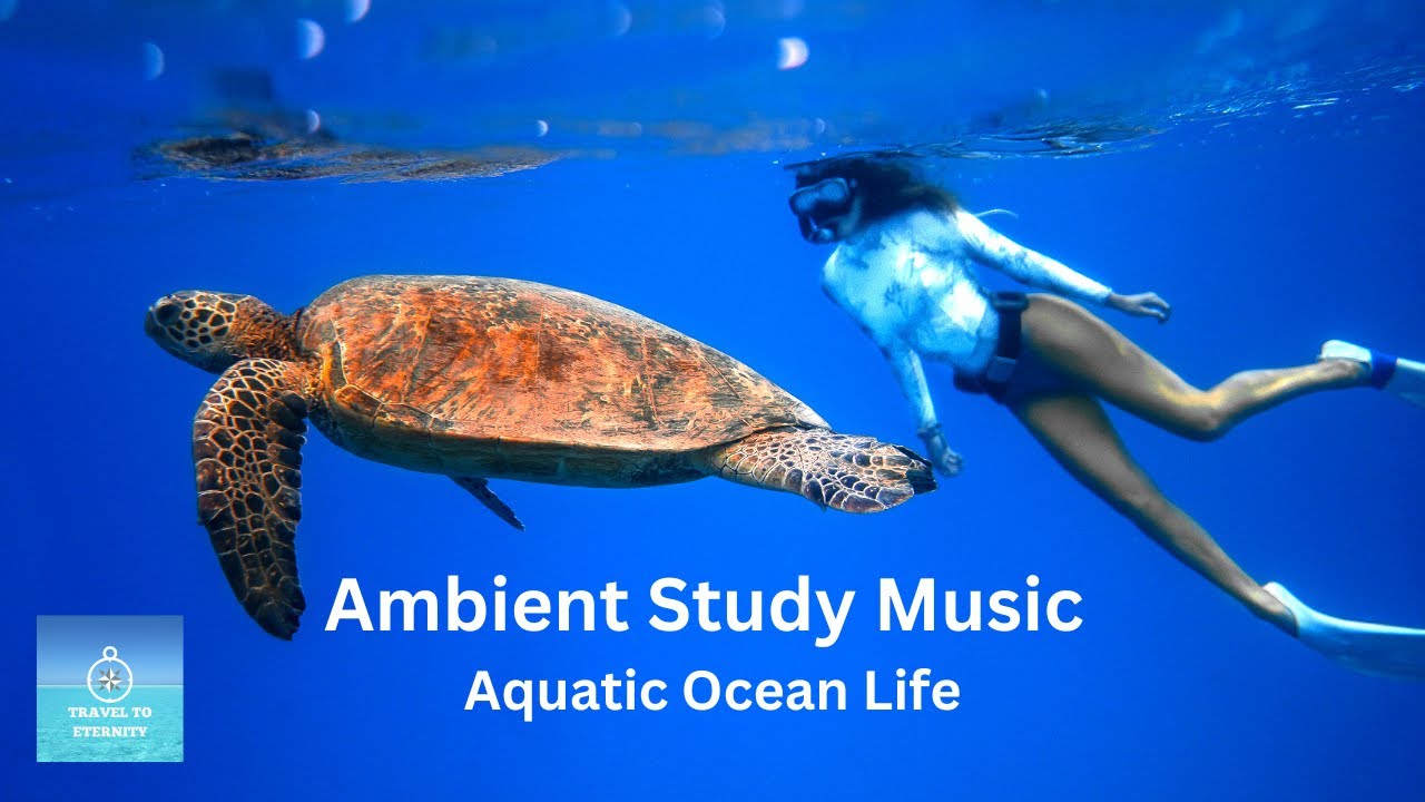 Ambient Study Music To Concentrate - Over 4 Hours of Aquatic Ocean Life