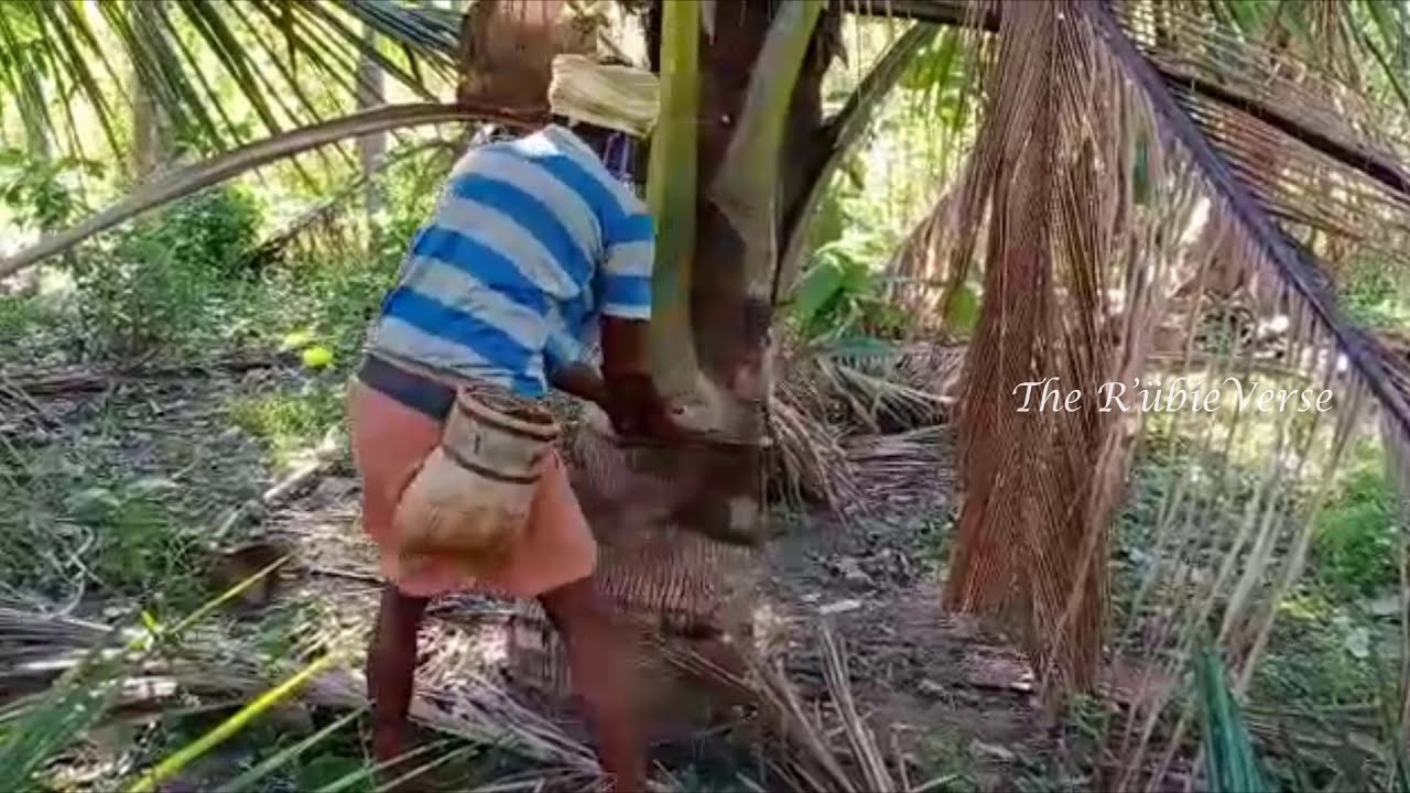 Young Coconut Tree Trimming, Coconut Tree Stump Removal