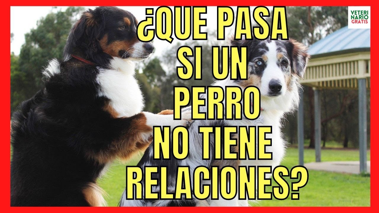 🐶 ¿QUE PASA SI UN PERRO NO TIENE RELACIONES? 🐶 APAREAMIENTO EN PERROS