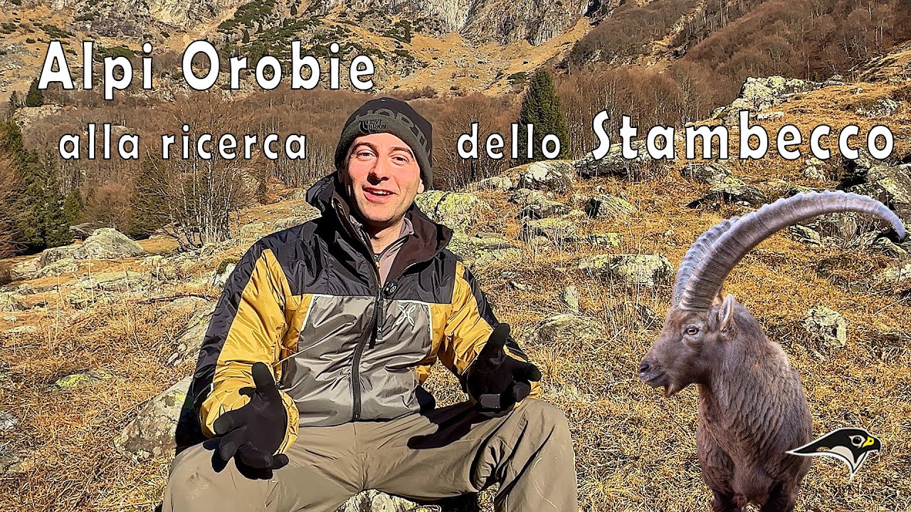 Alpi Orobie: alla ricerca dello Stambecco