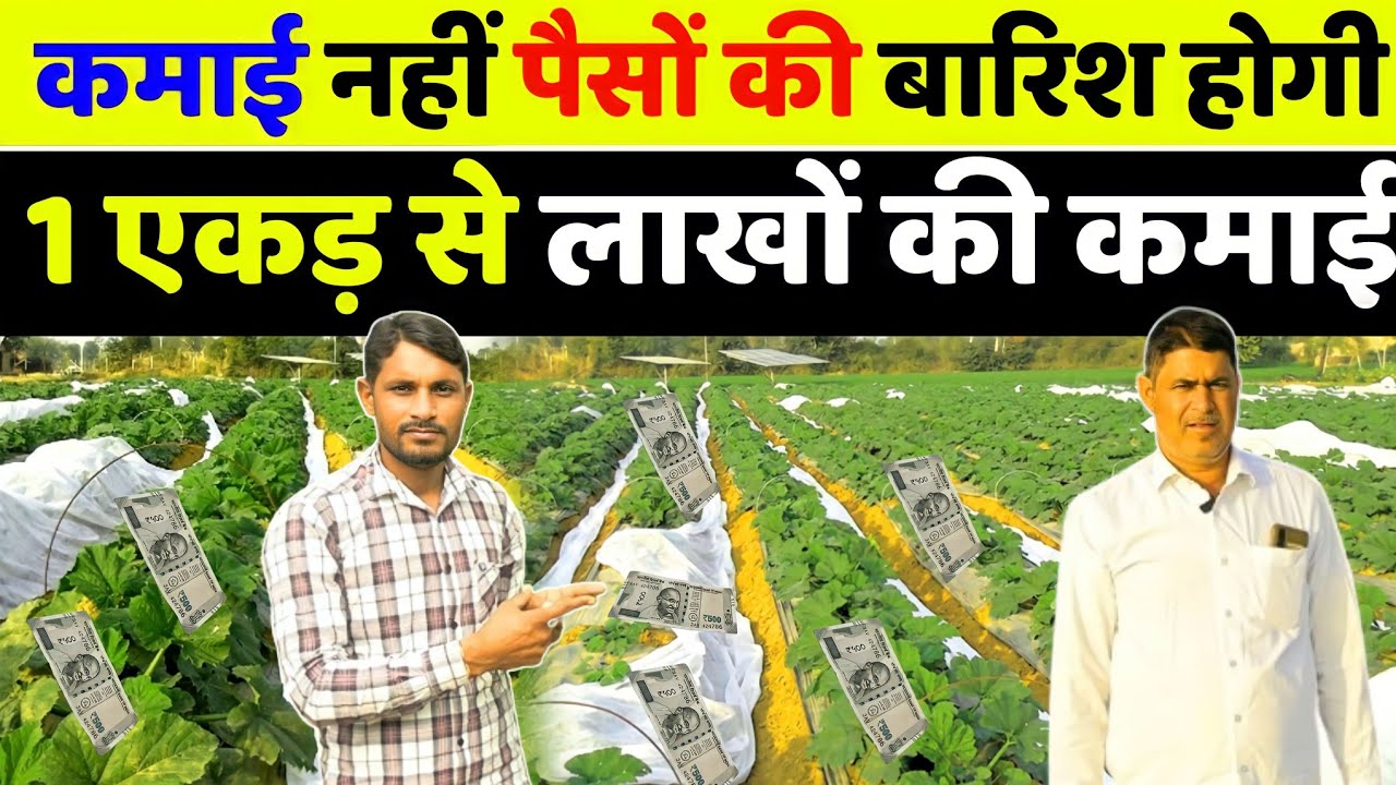 टिंडे की खेती कब और कैसे करें | tinda ki kheti kab aur kaise karen | tinde ki kheti kaise kare